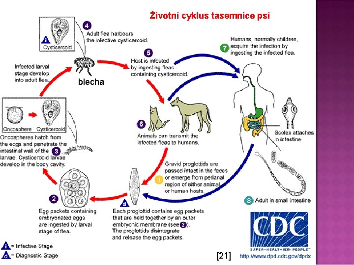 Životní cyklus tasemnice psí blecha [21] 