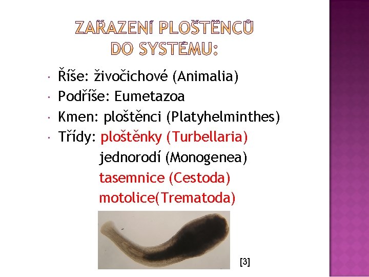  Říše: živočichové (Animalia) Podříše: Eumetazoa Kmen: ploštěnci (Platyhelminthes) Třídy: ploštěnky (Turbellaria) jednorodí (Monogenea)