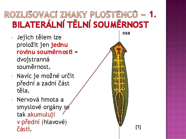 1. BILATERÁLNÍ TĚLNÍ SOUMĚRNOST Jejich tělem lze proložit jen jednu rovinu souměrnosti = dvojstranná