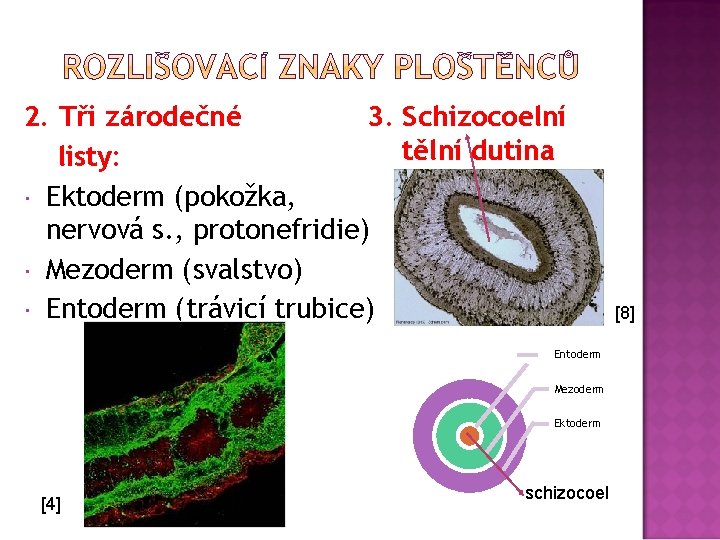 2. Tři zárodečné 3. Schizocoelní tělní dutina listy: Ektoderm (pokožka, nervová s. , protonefridie)