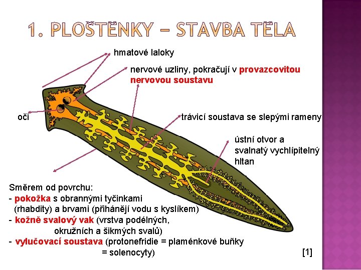hmatové laloky nervové uzliny, pokračují v provazcovitou nervovou soustavu oči trávicí soustava se slepými