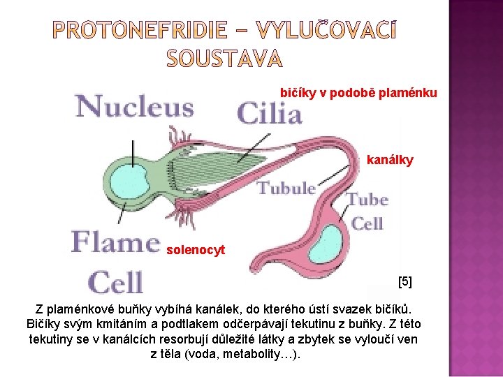 bičíky v podobě plaménku kanálky solenocyt [5] Z plaménkové buňky vybíhá kanálek, do kterého