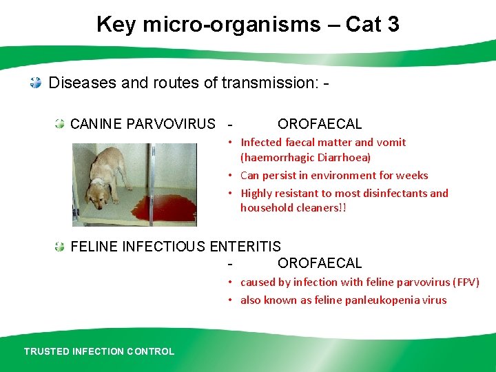 Key micro-organisms – Cat 3 Diseases and routes of transmission: CANINE PARVOVIRUS - OROFAECAL