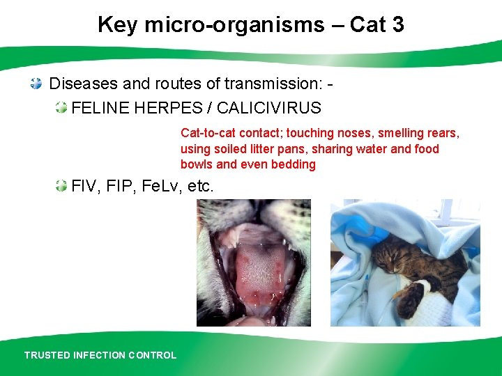 Key micro-organisms – Cat 3 Diseases and routes of transmission: FELINE HERPES / CALICIVIRUS