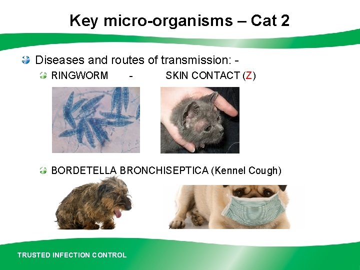 Key micro-organisms – Cat 2 Diseases and routes of transmission: RINGWORM - SKIN CONTACT