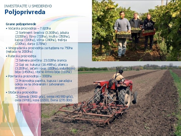 INVESTIRAJTE U SMEDEREVO Poljoprivreda Grane poljoprivrede • Voćarska proizvodnja – 7. 820 ha �
