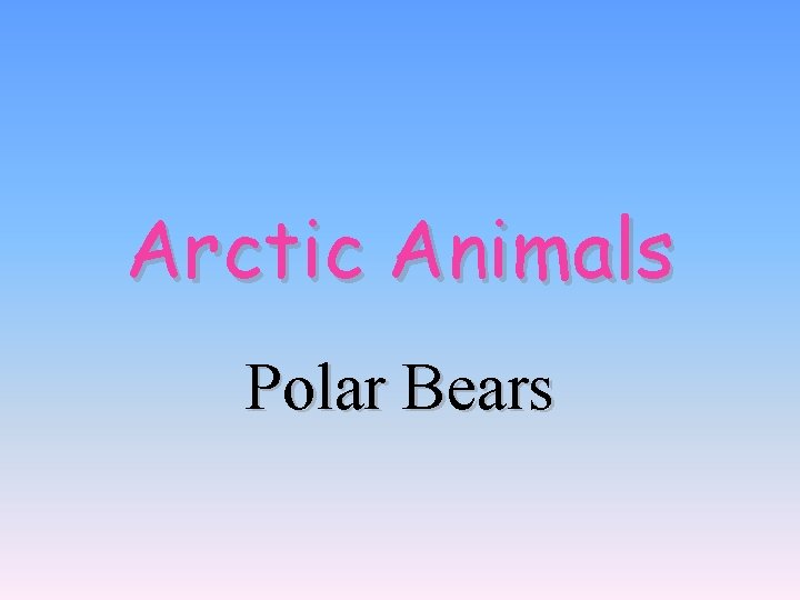 Arctic Animals Polar Bears 