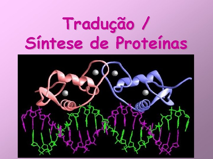 Tradução / Síntese de Proteínas 