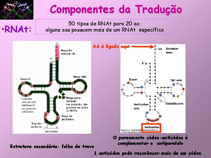 Componentes da Tradução • RNAt: 50 tipos de RNAt para 20 aa: alguns aas