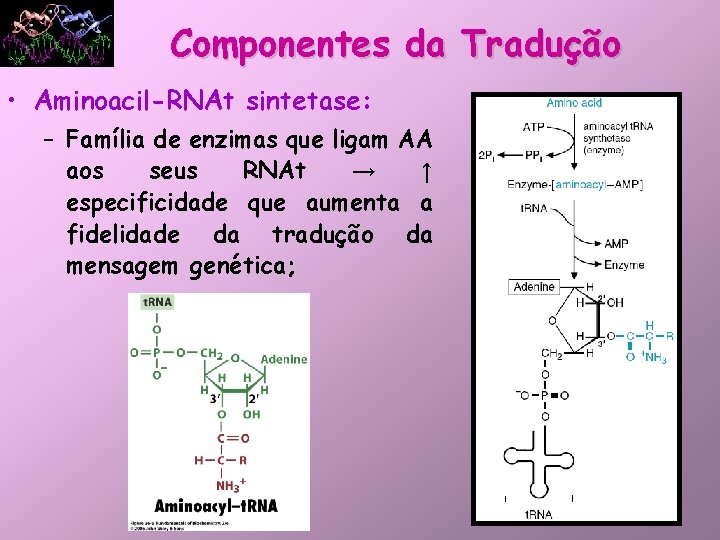 Componentes da Tradução • Aminoacil-RNAt sintetase: – Família de enzimas que ligam AA aos