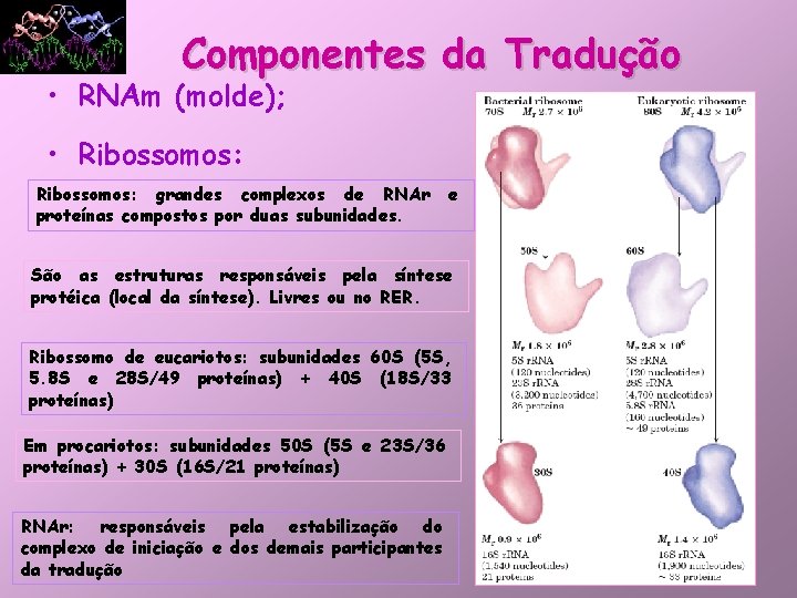 Componentes da Tradução • RNAm (molde); • Ribossomos: grandes complexos de RNAr proteínas compostos