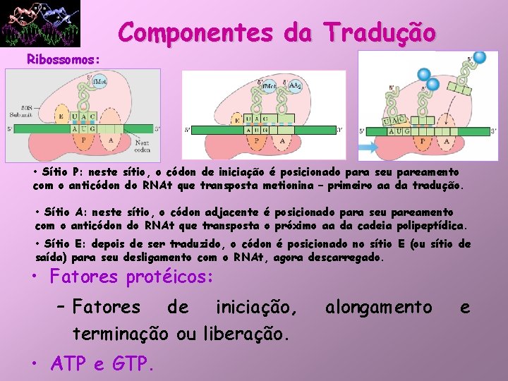 Componentes da Tradução Ribossomos: • Sítio P: neste sítio, o códon de iniciação é