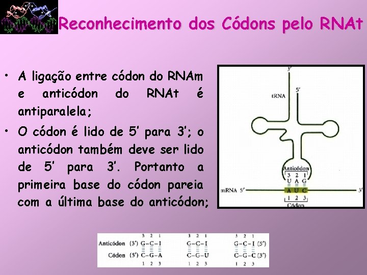 Reconhecimento dos Códons pelo RNAt • A ligação entre códon do RNAm e anticódon