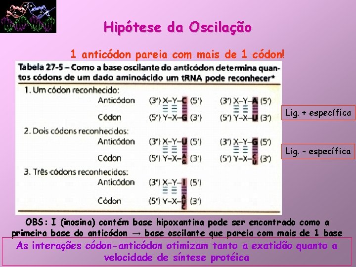 Hipótese da Oscilação 1 anticódon pareia com mais de 1 códon! Lig. + específica