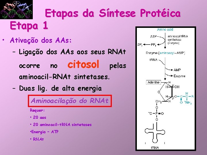 Etapas da Síntese Protéica Etapa 1 • Ativação dos AAs: – Ligação dos AAs