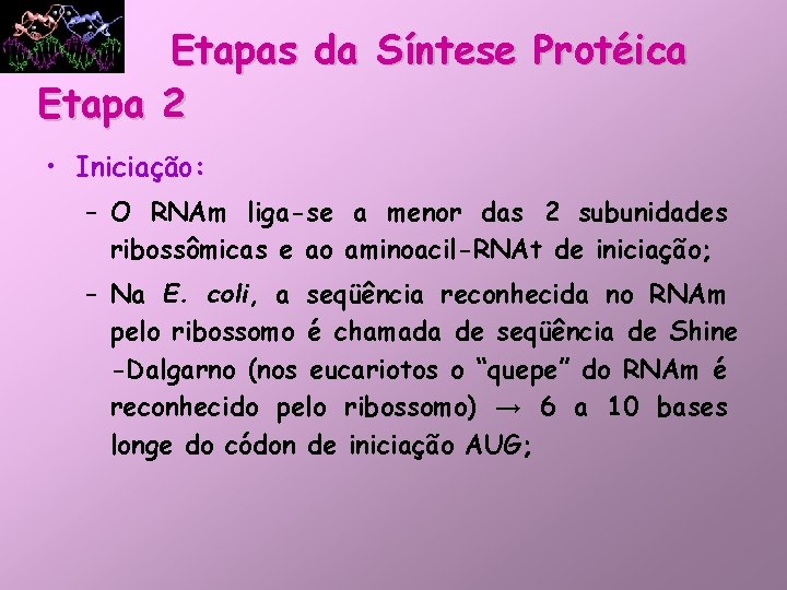 Etapas da Síntese Protéica Etapa 2 • Iniciação: – O RNAm liga-se a menor