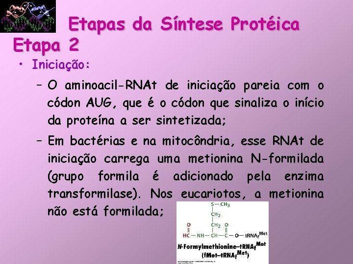 Etapas da Síntese Protéica Etapa 2 • Iniciação: – O aminoacil-RNAt de iniciação pareia