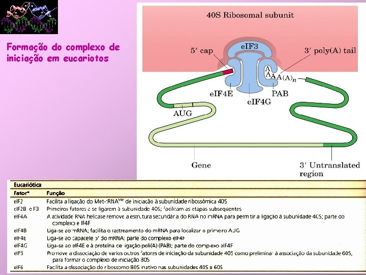 Formação do complexo de iniciação em eucariotos 