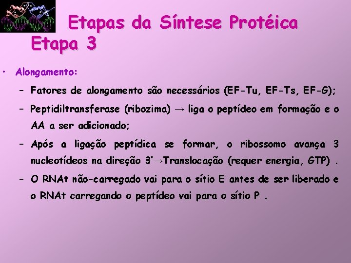 Etapas da Síntese Protéica Etapa 3 • Alongamento: – Fatores de alongamento são necessários