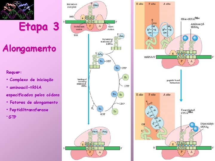 Etapa 3 Alongamento Requer: • Complexo de iniciação • aminoacil-t. RNA especificados pelos códons