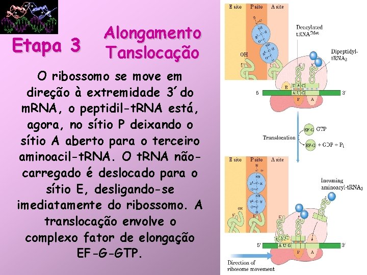 Etapa 3 Alongamento Tanslocação O ribossomo se move em direção à extremidade 3´do m.