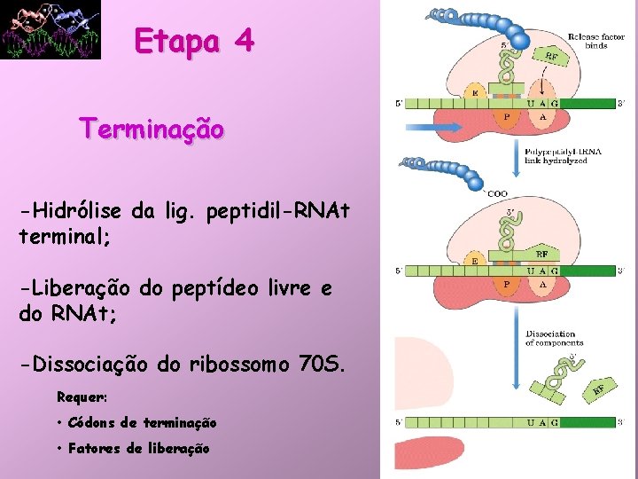 Etapa 4 Terminação -Hidrólise da lig. peptidil-RNAt terminal; -Liberação do peptídeo livre e do