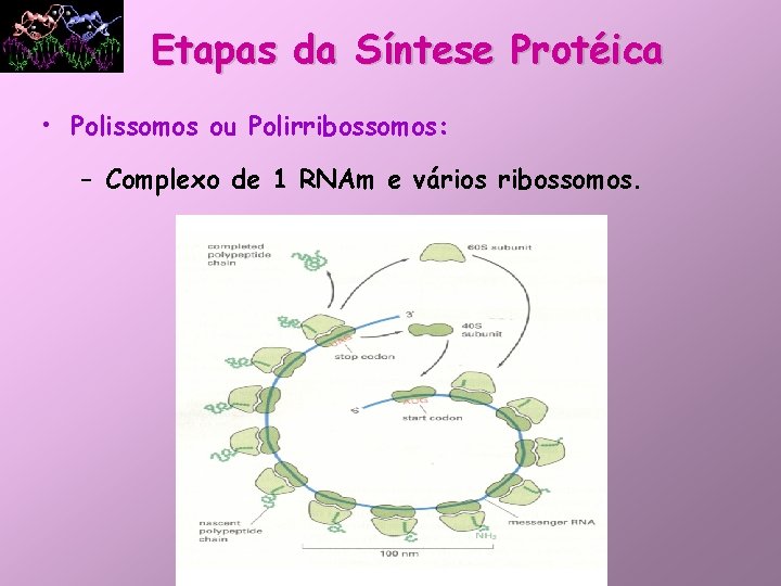 Etapas da Síntese Protéica • Polissomos ou Polirribossomos: – Complexo de 1 RNAm e