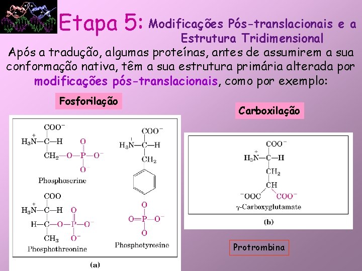 Etapa 5: Modificações Pós-translacionais e a Estrutura Tridimensional Após a tradução, algumas proteínas, antes