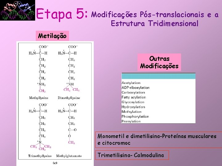 Etapa 5: Modificações Pós-translacionais e a Estrutura Tridimensional Metilação Outras Modificações Monometil e dimetilisina-Proteínas