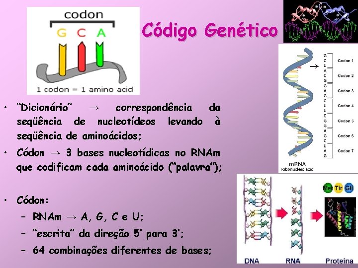 Código Genético • “Dicionário” → correspondência da seqüência de nucleotídeos levando à seqüência de