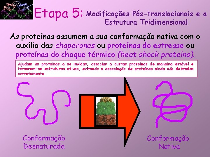 Etapa 5: Modificações Pós-translacionais e a Estrutura Tridimensional As proteínas assumem a sua conformação