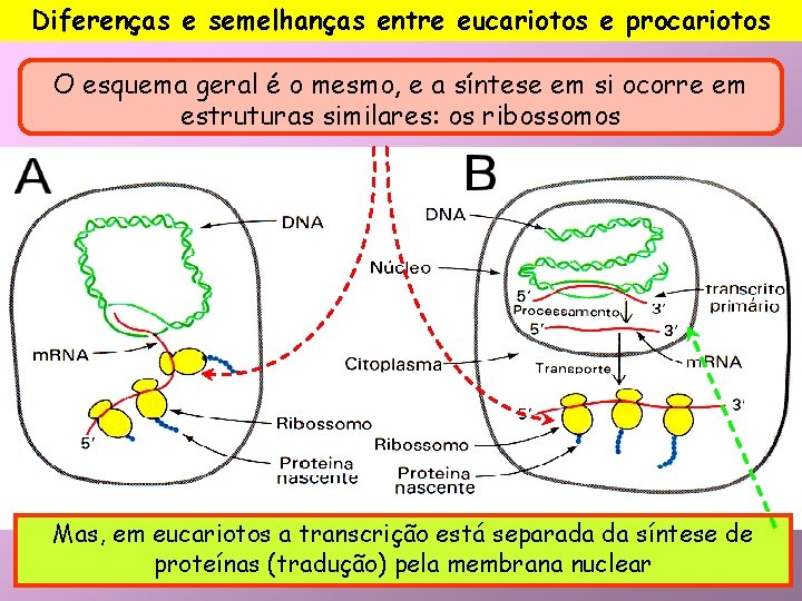 Diferenças e semelhanças entre eucariotos e procariotos O esquema geral é o mesmo, e