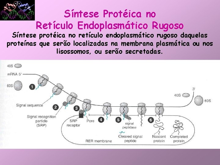 Síntese Protéica no Retículo Endoplasmático Rugoso Síntese protéica no retículo endoplasmático rugoso daquelas proteínas