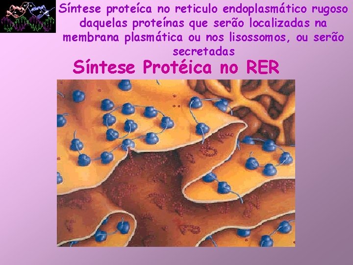 Síntese proteíca no reticulo endoplasmático rugoso daquelas proteínas que serão localizadas na membrana plasmática