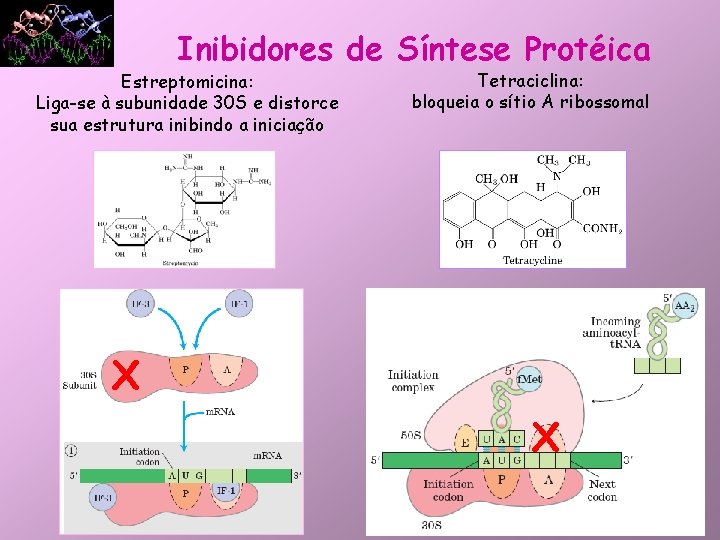 Inibidores de Síntese Protéica Estreptomicina: Liga-se à subunidade 30 S e distorce sua estrutura