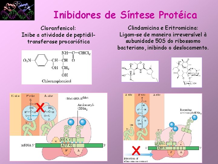 Inibidores de Síntese Protéica Cloranfenicol: Inibe a atividade de peptidiltransferase procariótica Clindamicina e Eritromicina: