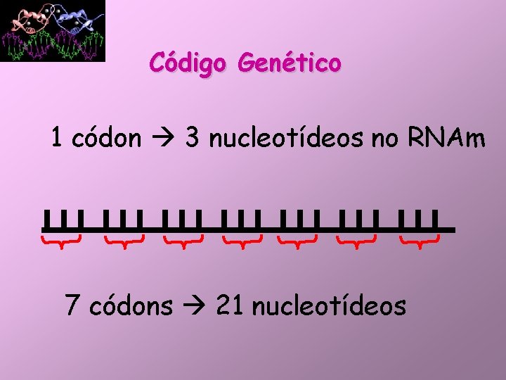 Código Genético 1 códon 3 nucleotídeos no RNAm 7 códons 21 nucleotídeos 