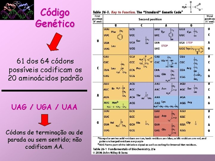 Código Genético 61 dos 64 códons possíveis codificam os 20 aminoácidos padrão UAG /