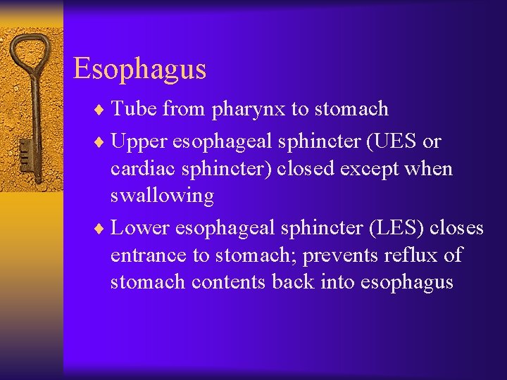 Esophagus ¨ Tube from pharynx to stomach ¨ Upper esophageal sphincter (UES or cardiac