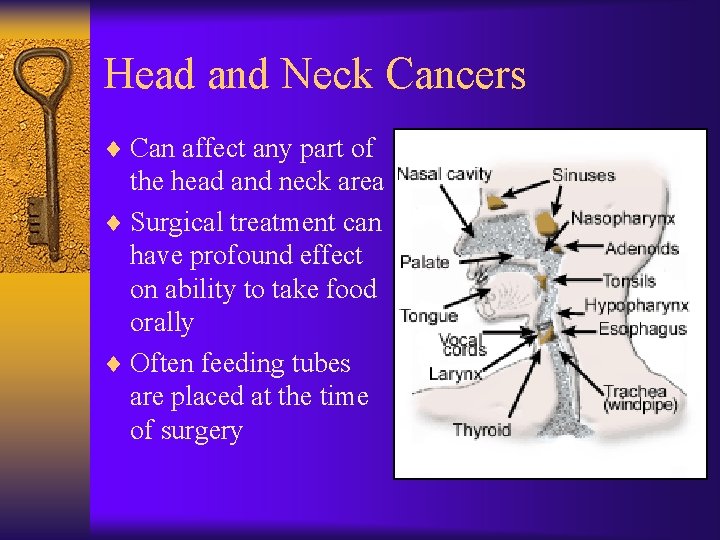 Head and Neck Cancers ¨ Can affect any part of the head and neck