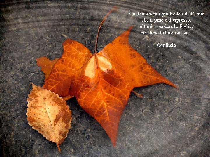 È nel momento più freddo dell’anno che il pino e il cipresso, ultimi a