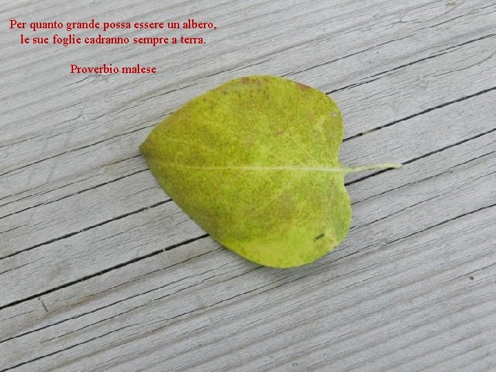 Per quanto grande possa essere un albero, le sue foglie cadranno sempre a terra.