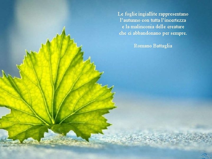 Le foglie ingiallite rappresentano l’autunno con tutta l’incertezza e la malinconia delle creature che