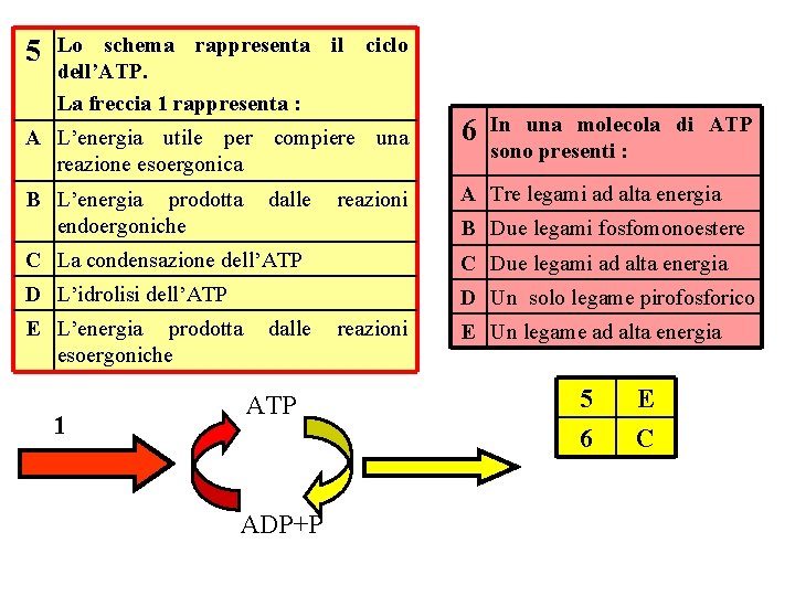 5 Lo schema rappresenta il ciclo dell’ATP. La freccia 1 rappresenta : A L’energia
