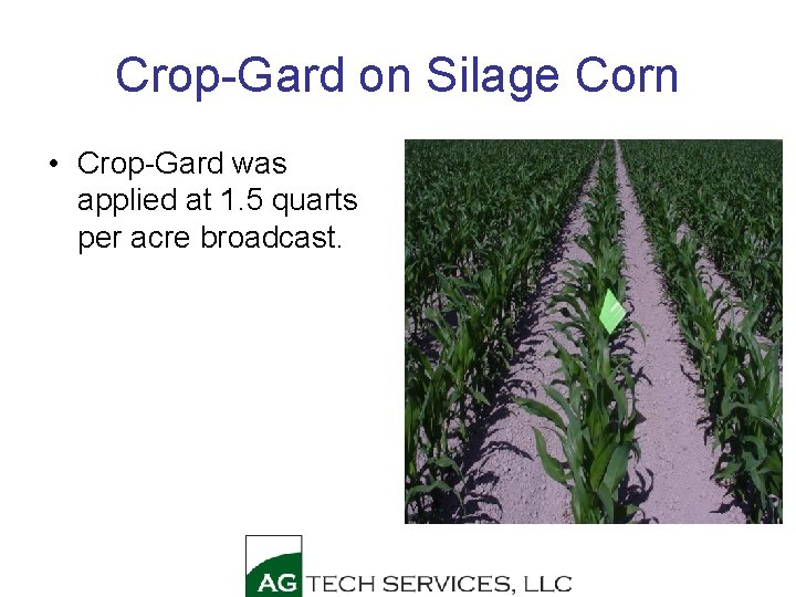 Crop-Gard on Silage Corn • Crop-Gard was applied at 1. 5 quarts per acre