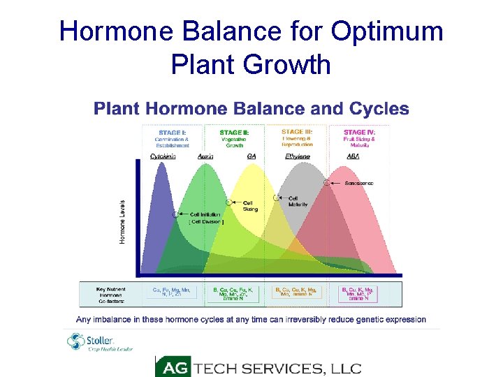 Hormone Balance for Optimum Plant Growth 