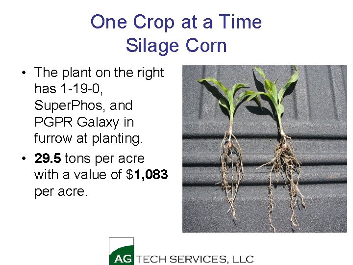 One Crop at a Time Silage Corn • The plant on the right has