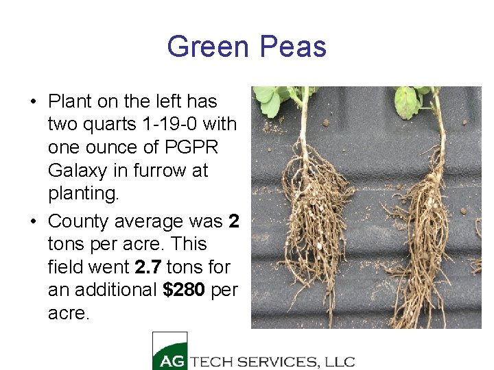 Green Peas • Plant on the left has two quarts 1 -19 -0 with