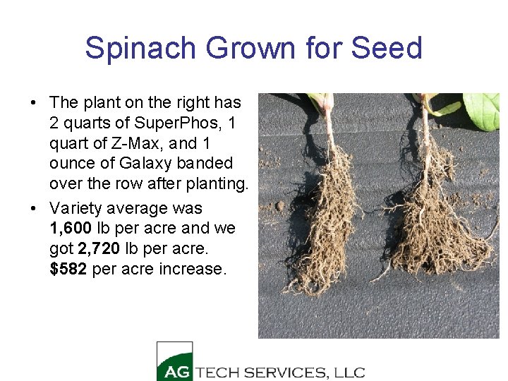 Spinach Grown for Seed • The plant on the right has 2 quarts of