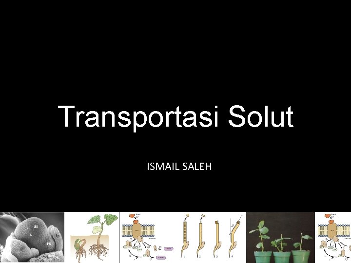 Transportasi Solut ISMAIL SALEH 